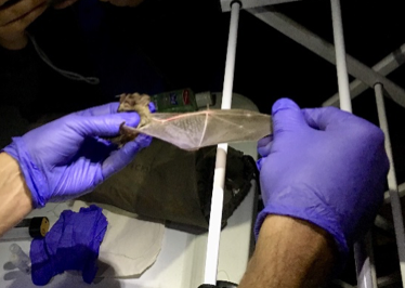 bats being examined in the lab