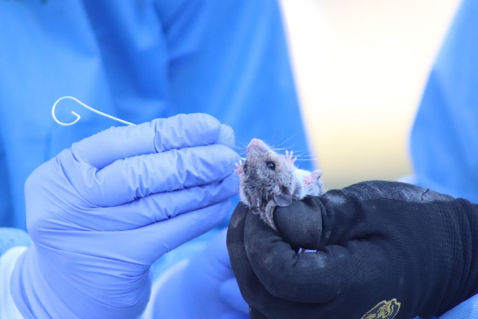 lab worker holding rat in their hands for research